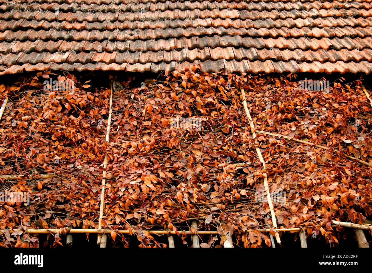 Roof of tiles and dried leaves Stock Photo - Alamy
