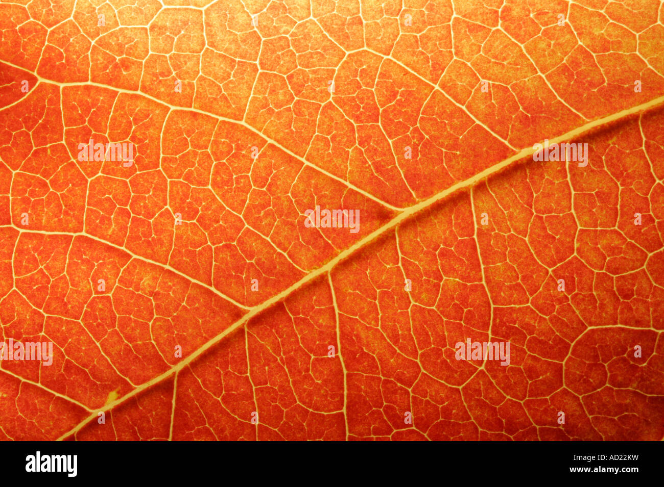 Macro of a colored leaf in fall Stock Photo