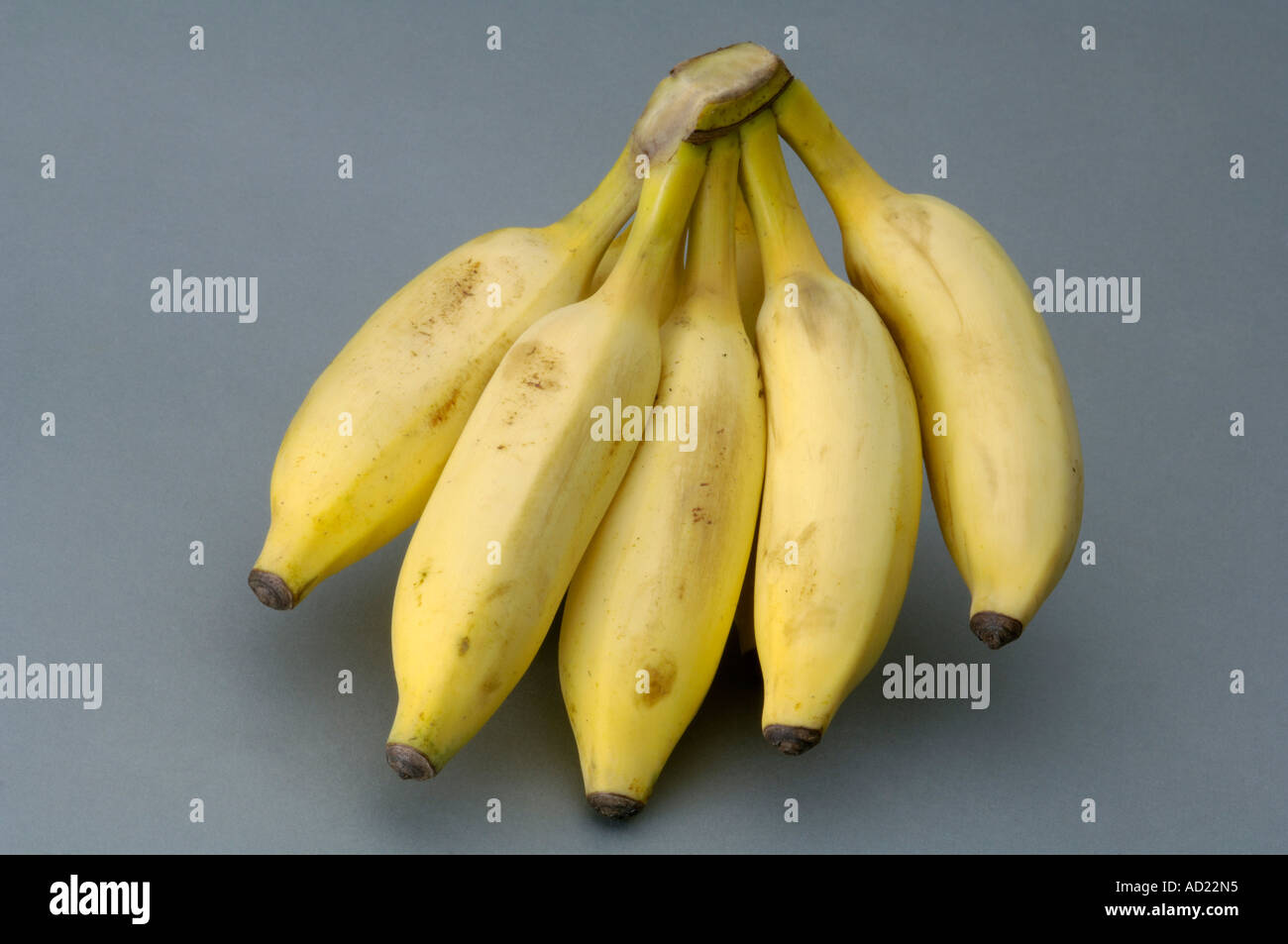 Five Photographs Of Banana In Seach Of >> Hma71717 Five Pieces Yellow Color Banana With Gray Background Stock Five Photographs Of Banana In Seach Of >> Hma71717 Five Pieces Yellow Color Banana With Gray Background Stock