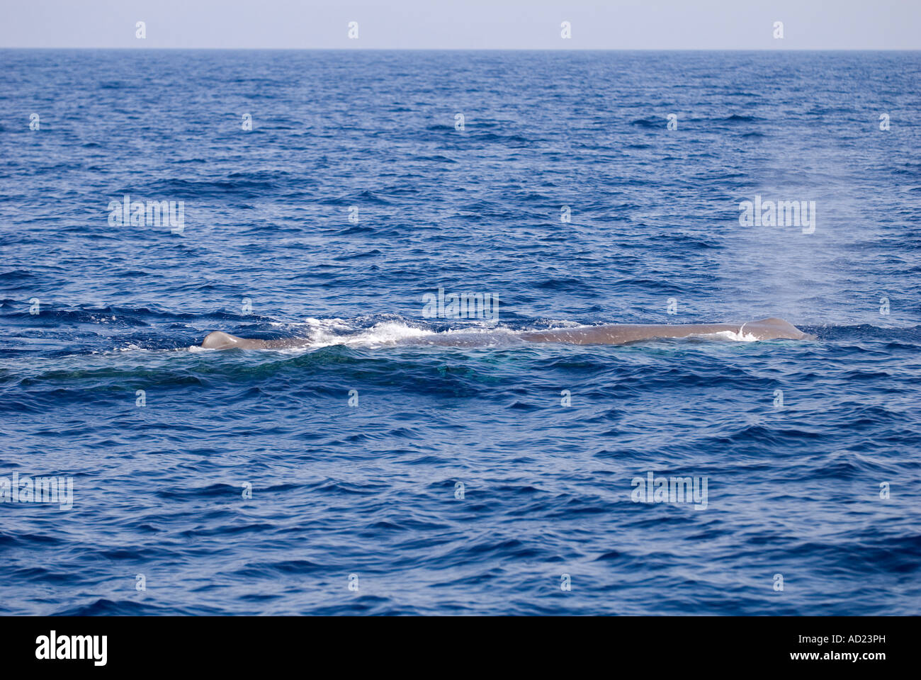 Sperm whale, Physeter macrocephalus, Fethiye Bay, Turkey. Stock Photo