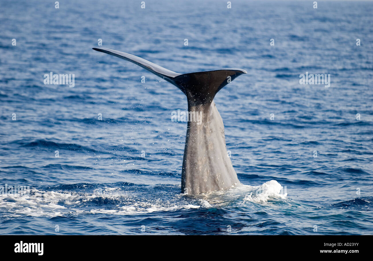 Sperm whale, Physeter macrocephalus, diving in Fethiye Bay, Turkey. Stock Photo