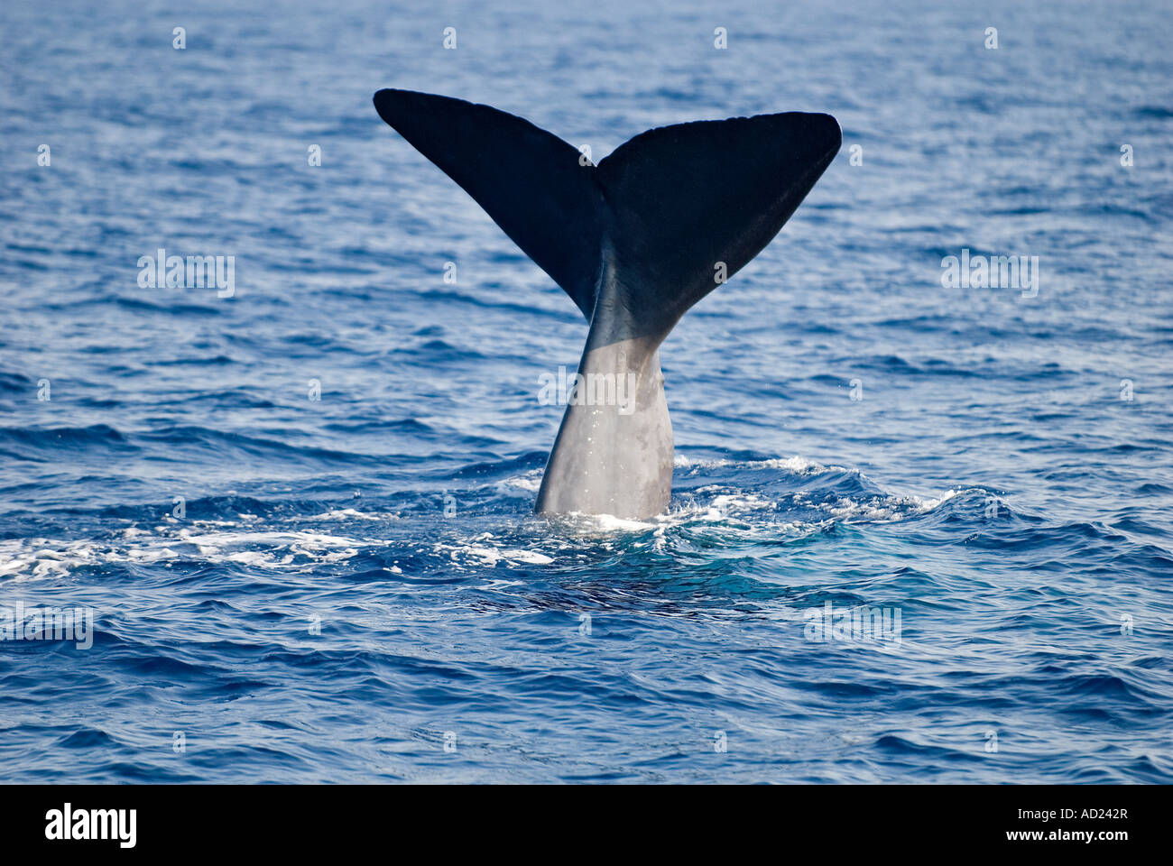 Sperm whale, Physeter macrocephalus, diving in Fethiye Bay, Turkey. Stock Photo