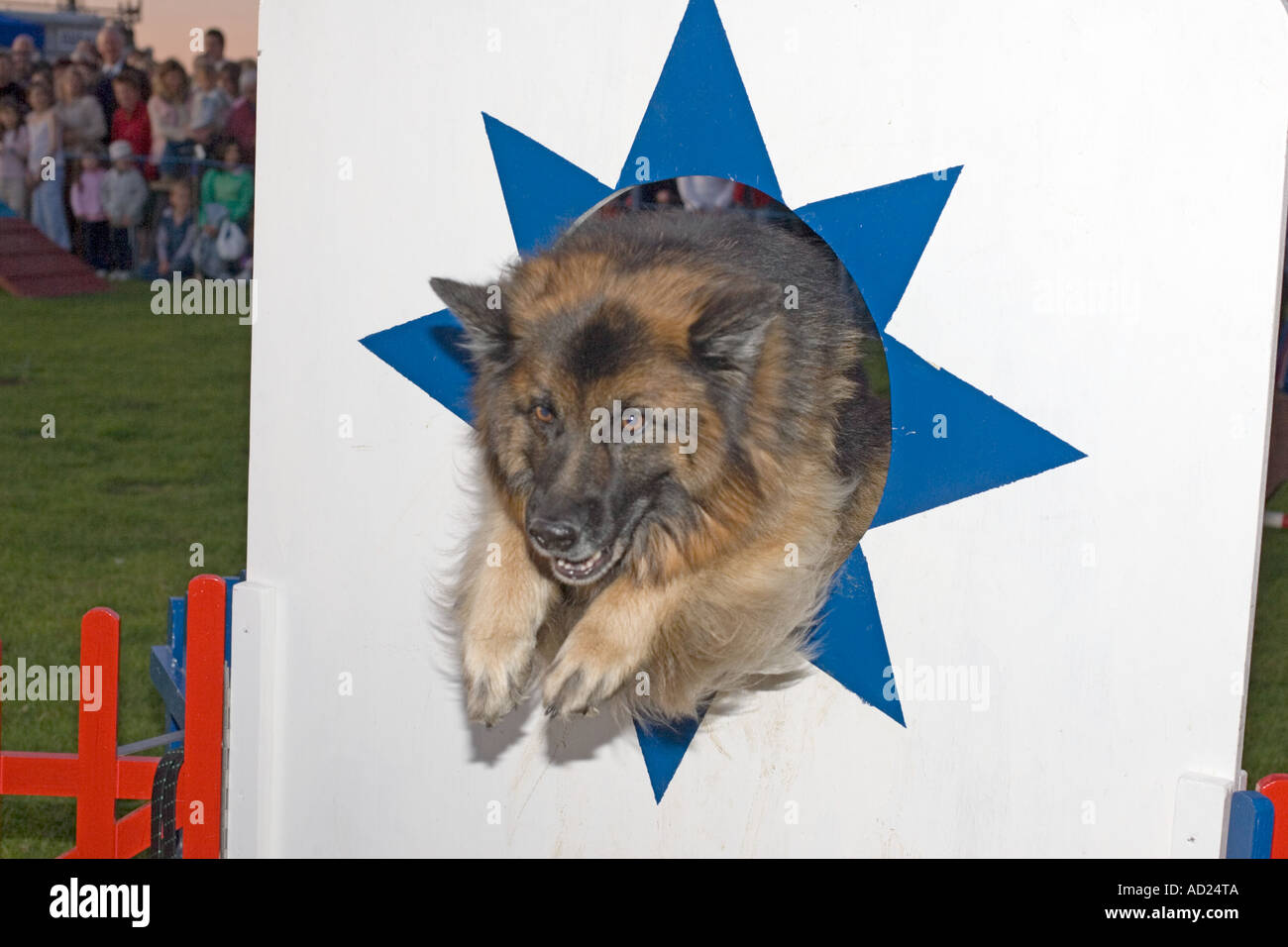 Performing German Shepherd Alsation dog leaping through screen on