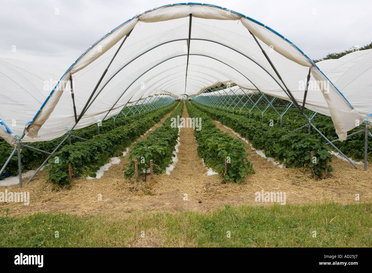 Polytunnels growing strawberries irrigation hires stock photography