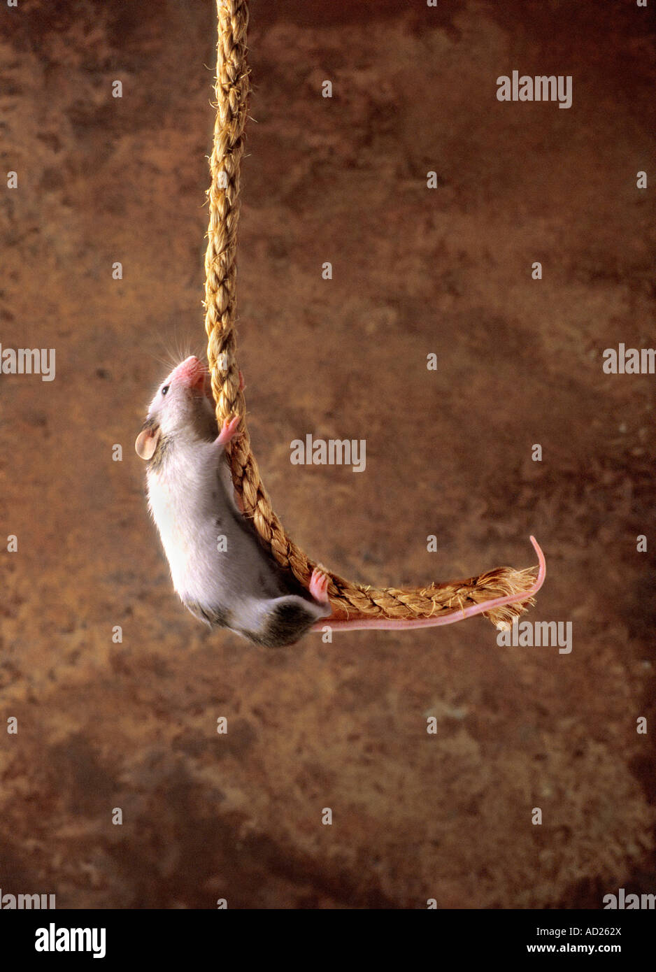 Climbing rodent hires stock photography and images Alamy
