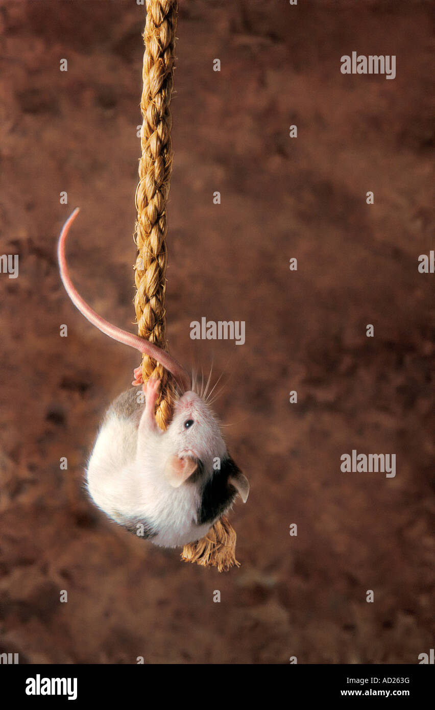 Mouse climbing up rope Stock Photo Alamy