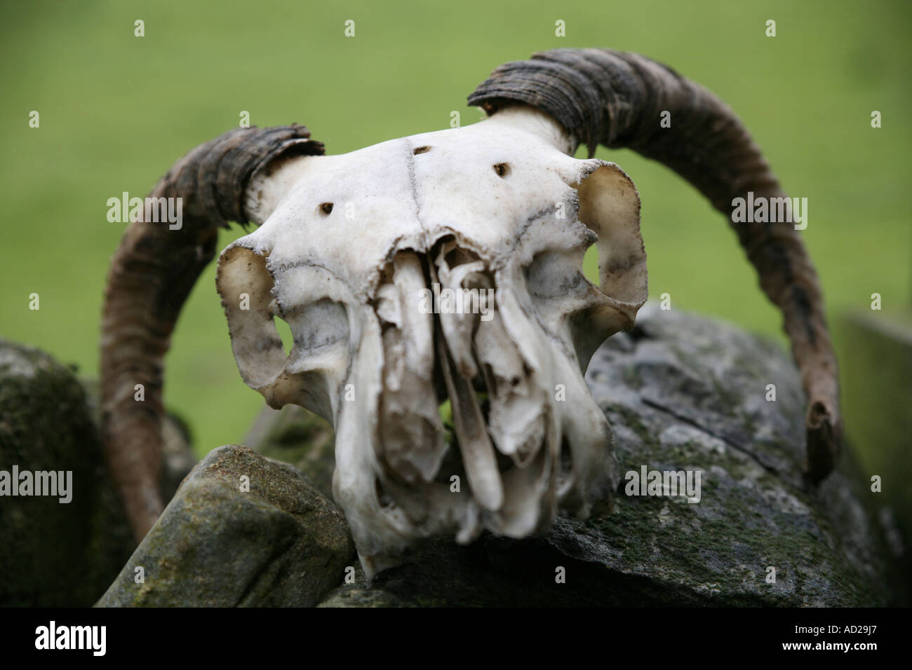Sheep skull on dry stone wall near footpath in Lake District, Cumbria, England Stock Photo