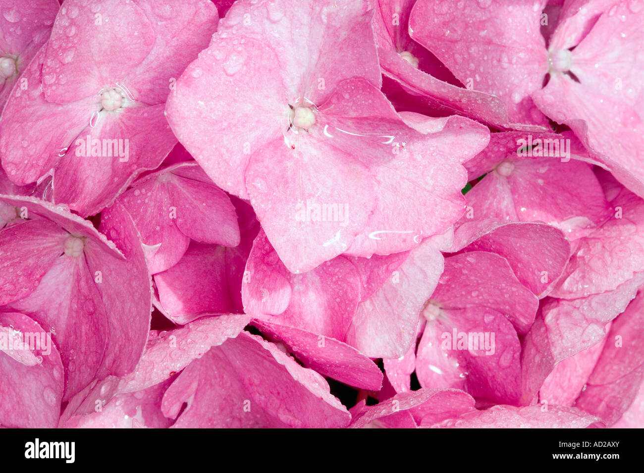 Frame filled with wet pink Hydrangia petals Stock Photo