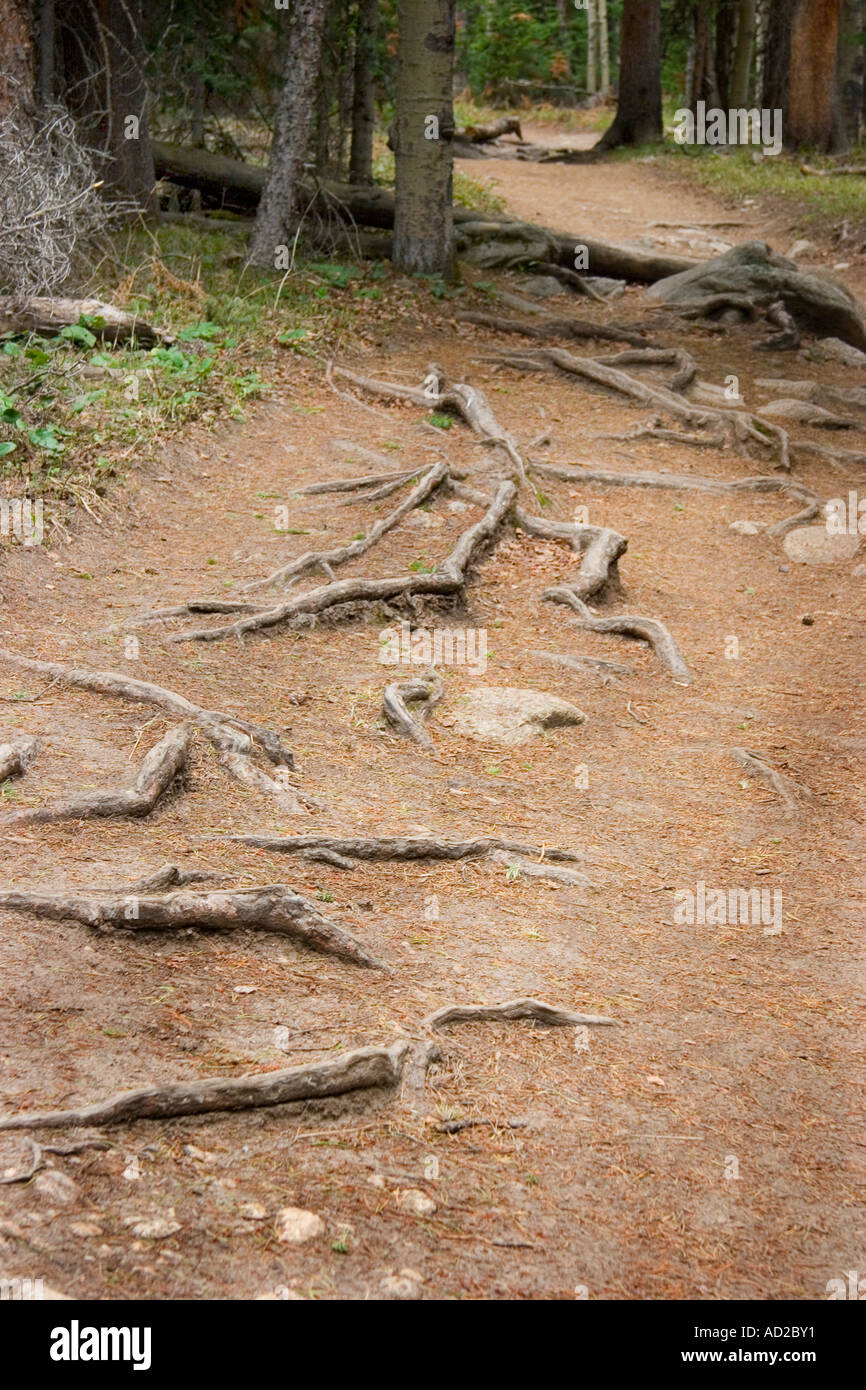 Aspen tree with roots hires stock photography and images Alamy