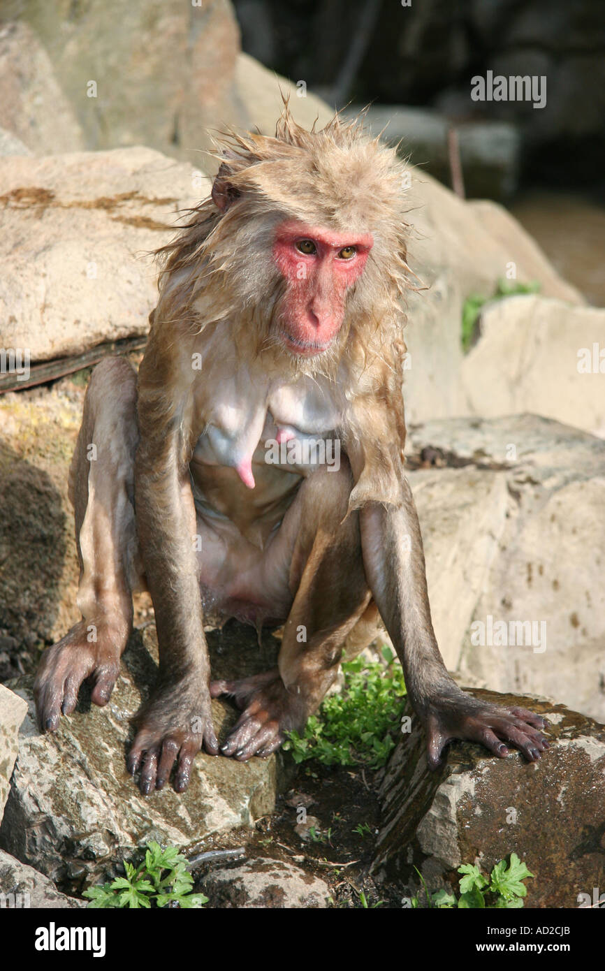 Japanese macaque just out of a hot spring in Nagano Stock Photo