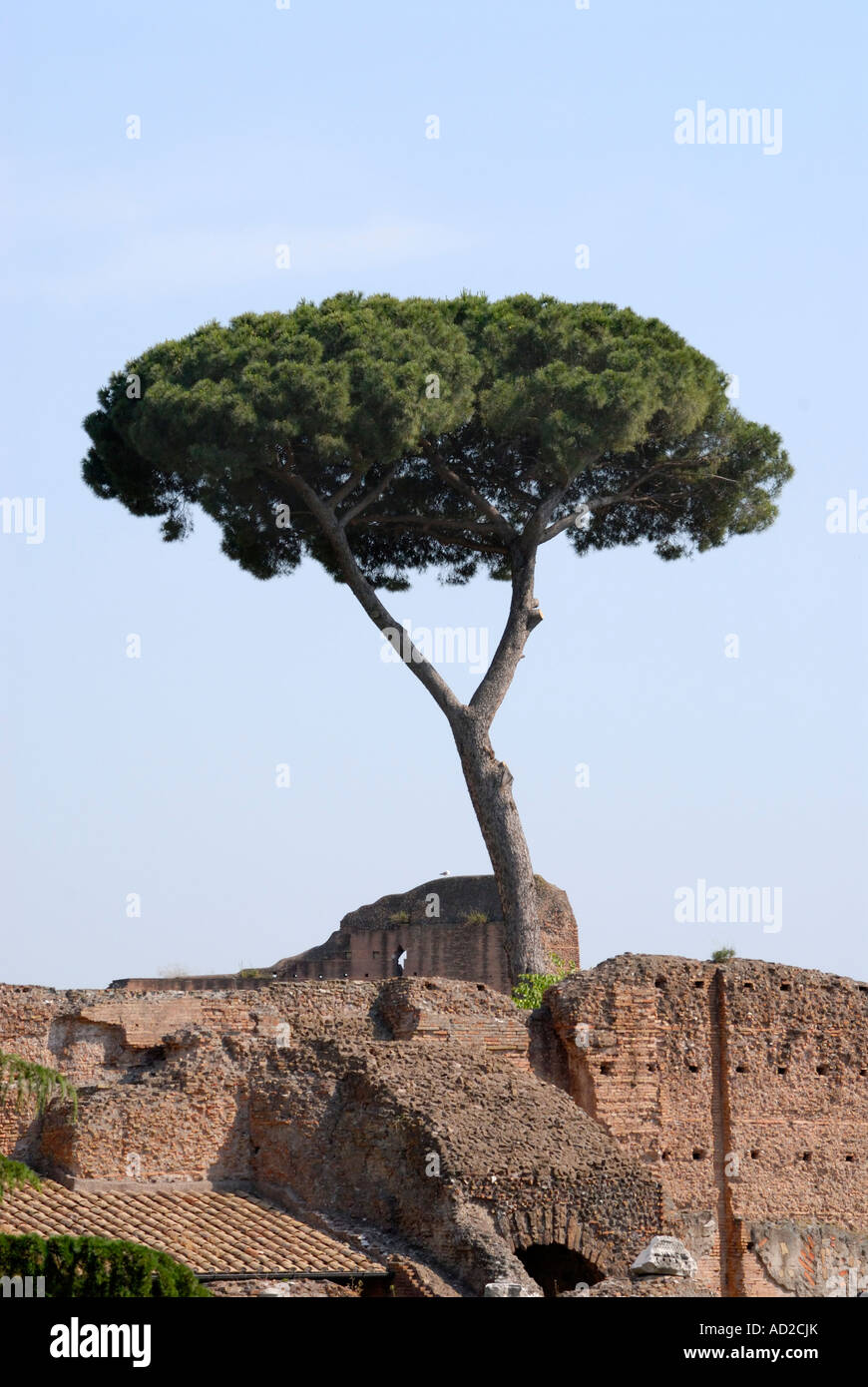 Trees over ruins in the Palatino, Palatine, Rome The Stone Pine (Pinus pinea; family Pinaceae) is a species of pine native of southern Europe Stock Photo