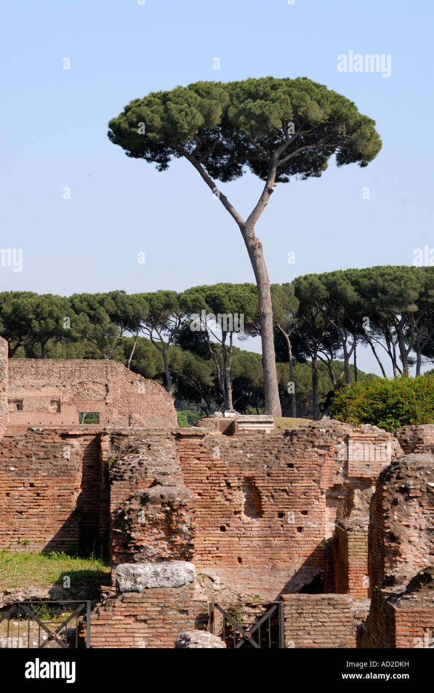 Trees on the ruins in the Palatino, Palatine, Rome The Stone Pine (Pinus pinea; family Pinaceae) is a species of pine native of southern Europe Stock Photo