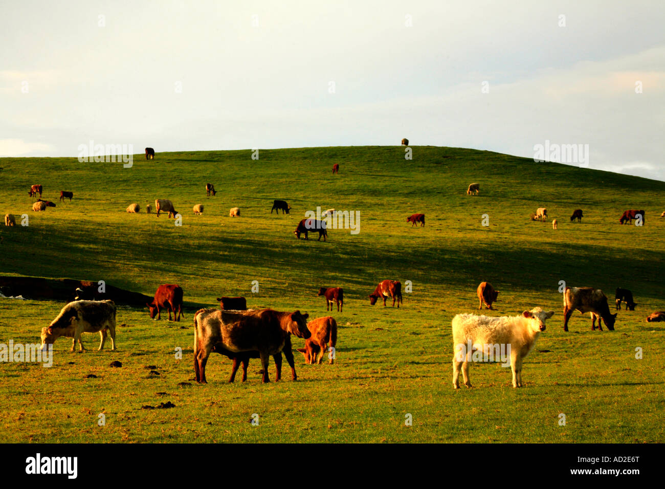 Sheep and cattle graze together at Potou Kaipara Stock Photo