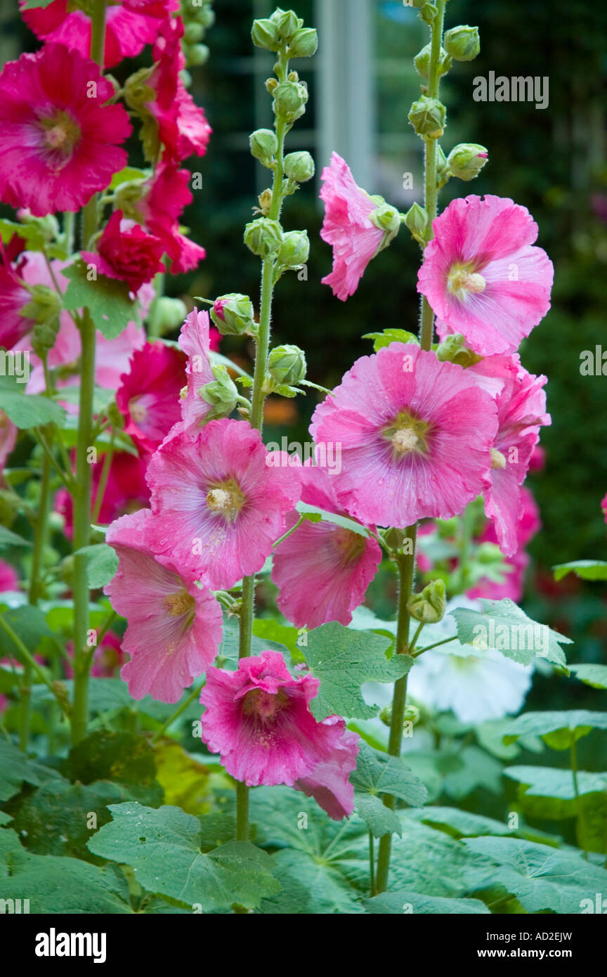 Tall hollyhocks hi-res stock photography and images - Alamy