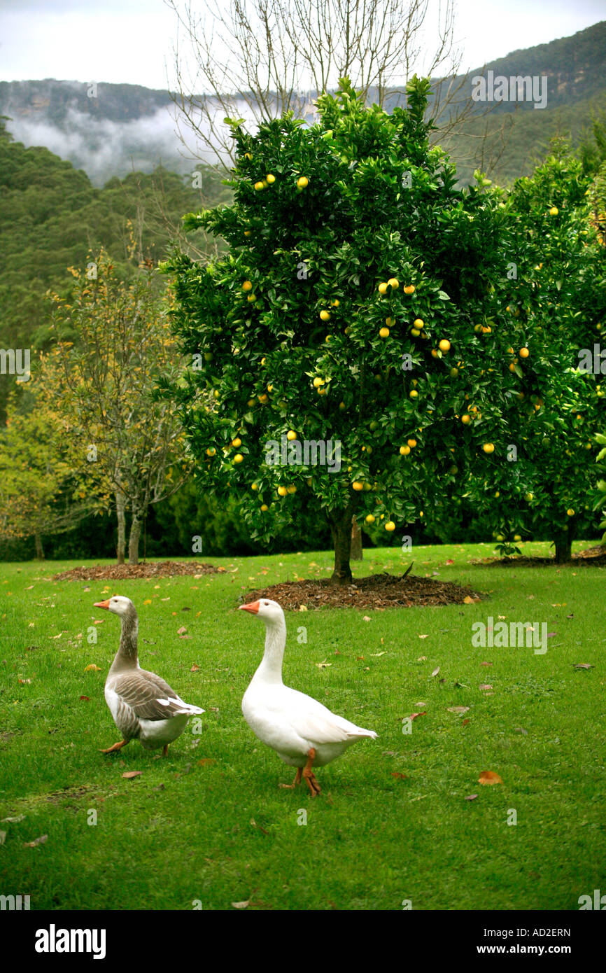 A pair of geese free range in a citrus orchard on a farm in Australia Stock Photo