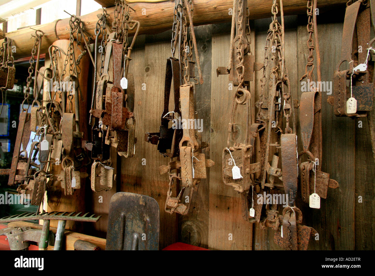 A collection of gin or jaw traps used to trap animals for sale as
