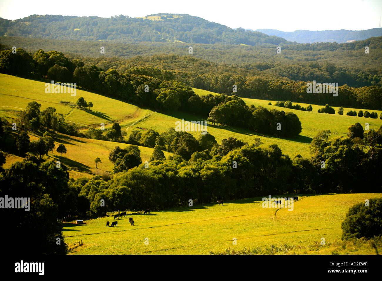 Farming country near Robertson in the NSW Southern Highlands Australia