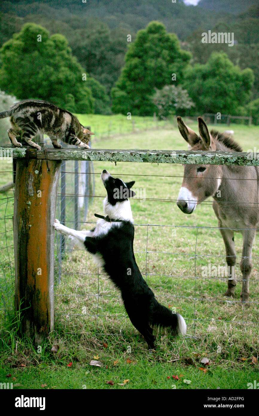 A border collie a tabby cat and a donkey watch and play together on a farm Stock Photo