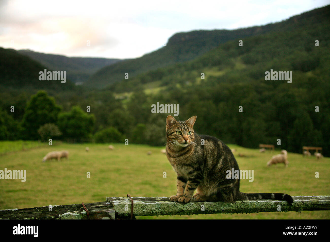 A green eyed gray Tabby cat sits on top of a fence Stock Photo