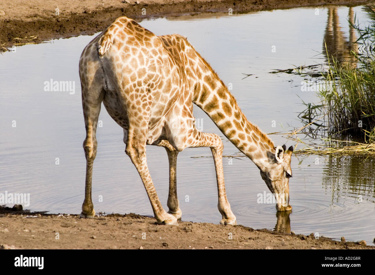 Giraffe drinking at waterhole Etosha National Park Namibia South West Africa Stock Photo