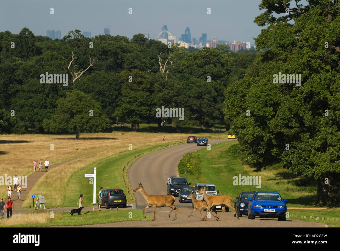 Richmond Park Surrey Richmond Upon Thames England Deer Crossing Road In Richmond Park Surrey Richmond Upon Thames England Deer Crossing Road In