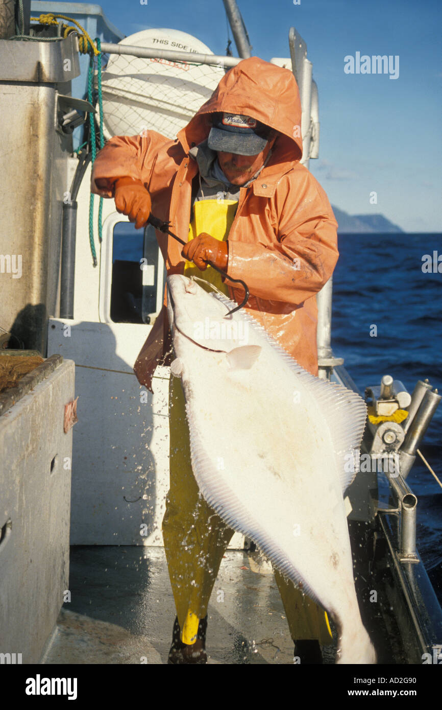 long line fishing with Rigley Stier gaffing a pacific halibut Hippoglossus stenolepis Gulf of Alaska Stock Photo