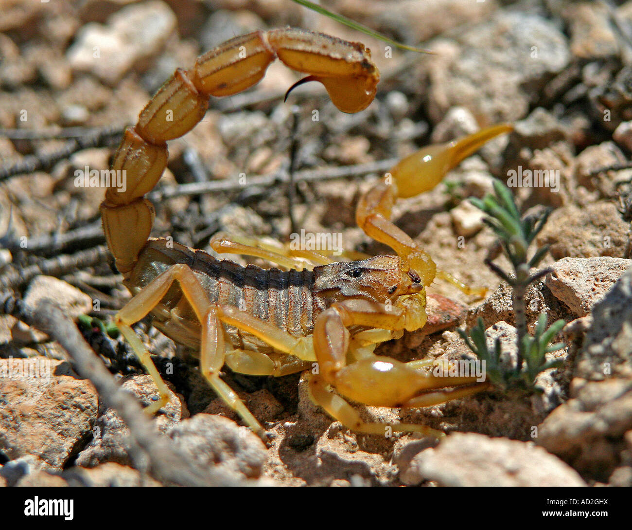 mediterranean scorpion Stock Photo