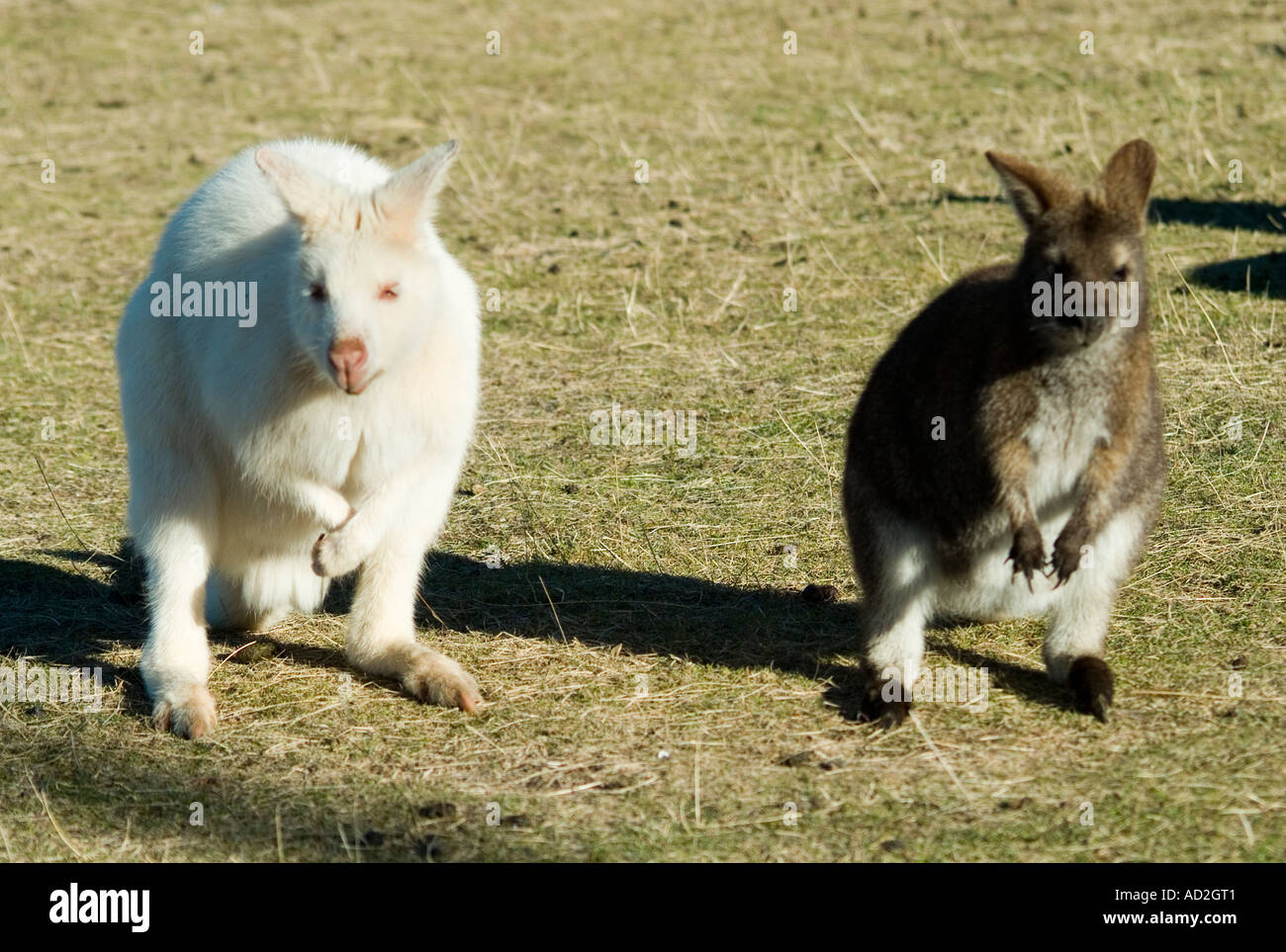 Two Tasmanian wallabies one albino type compared with natural colouring Stock Photo