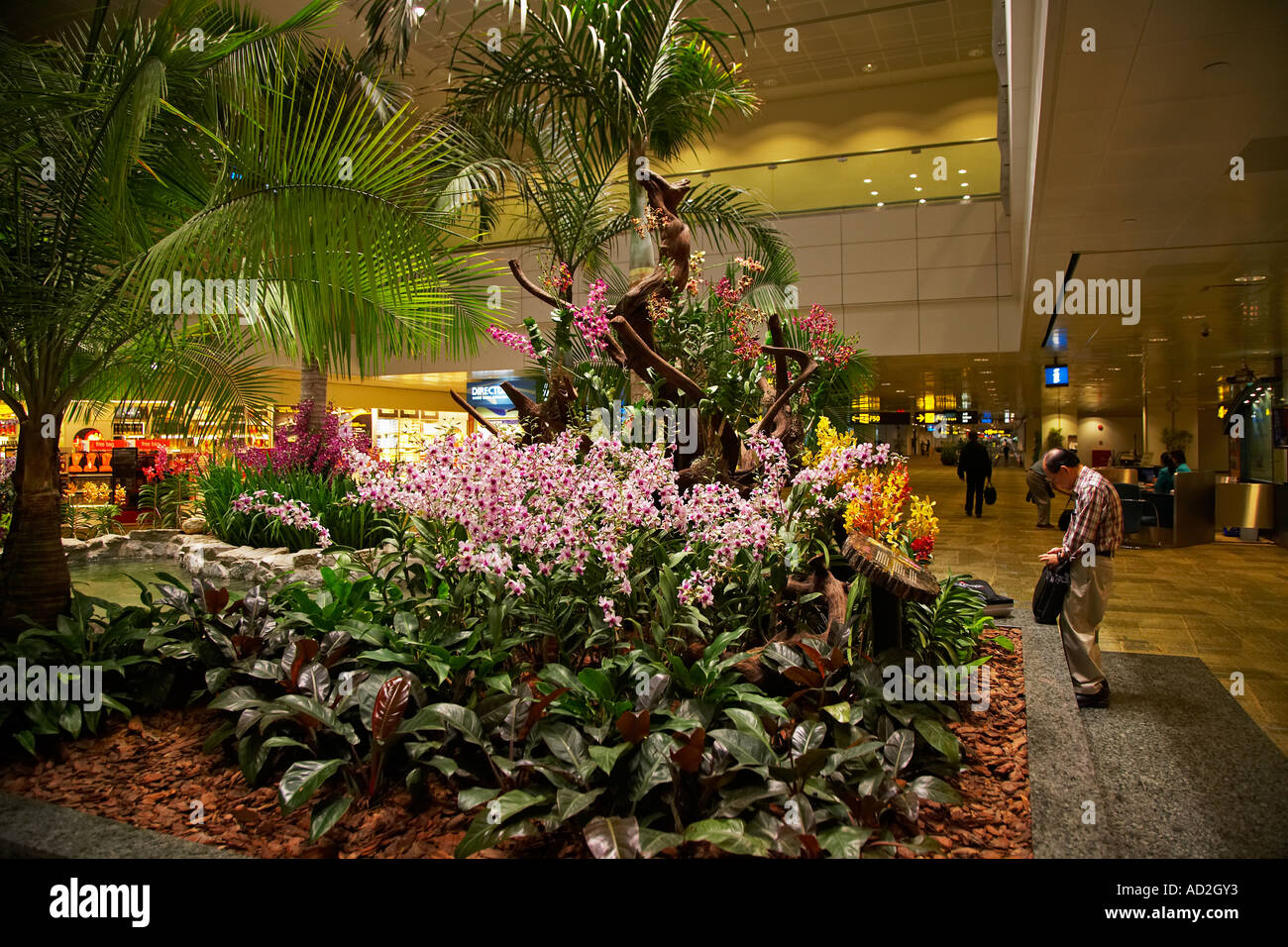 Orchids and Tropical garden at Changi Airport Singapore Stock Photo