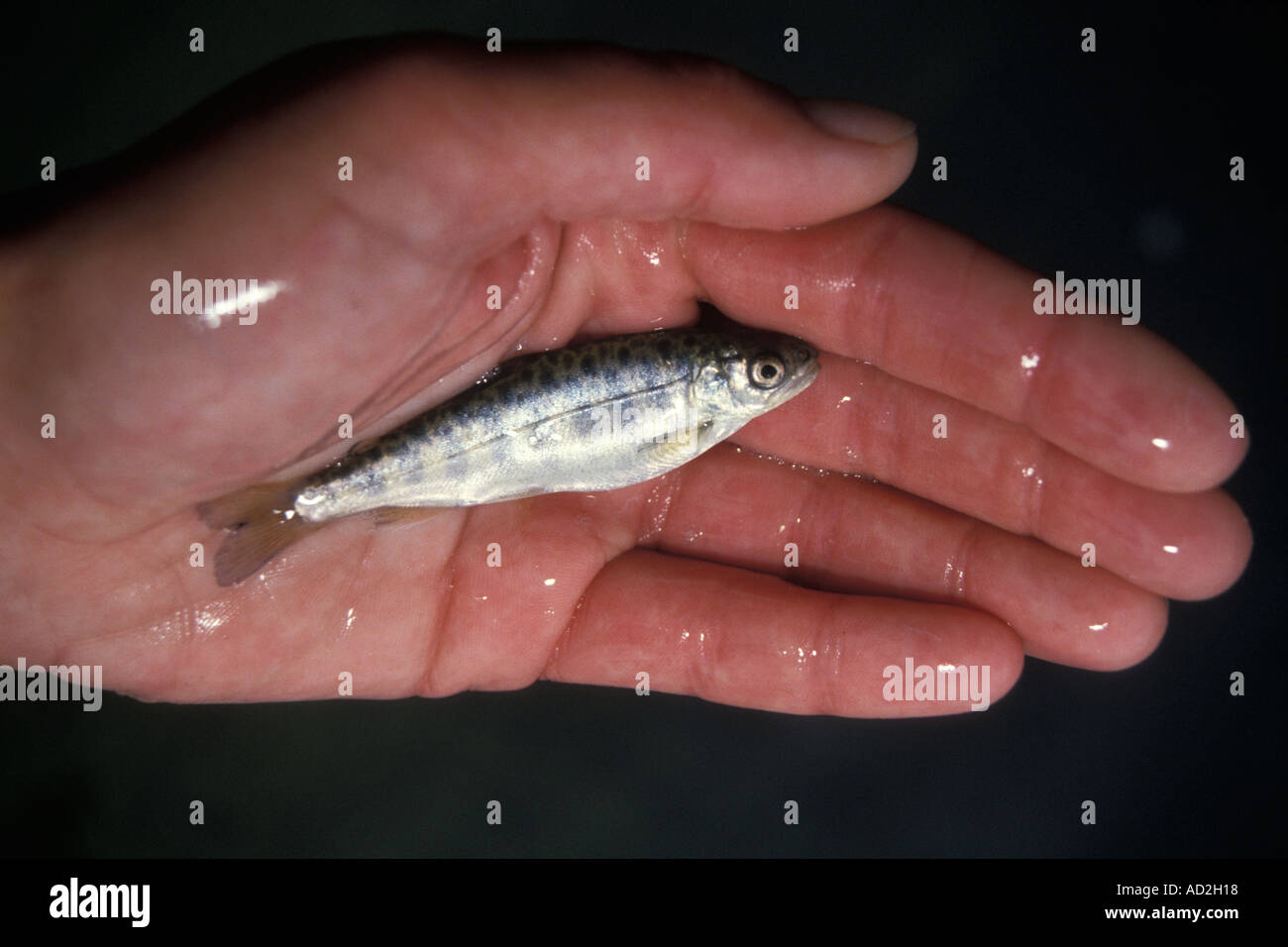 chum salmon fry or dog salmon Oncorhynchus keta Hidden Falls Salmon