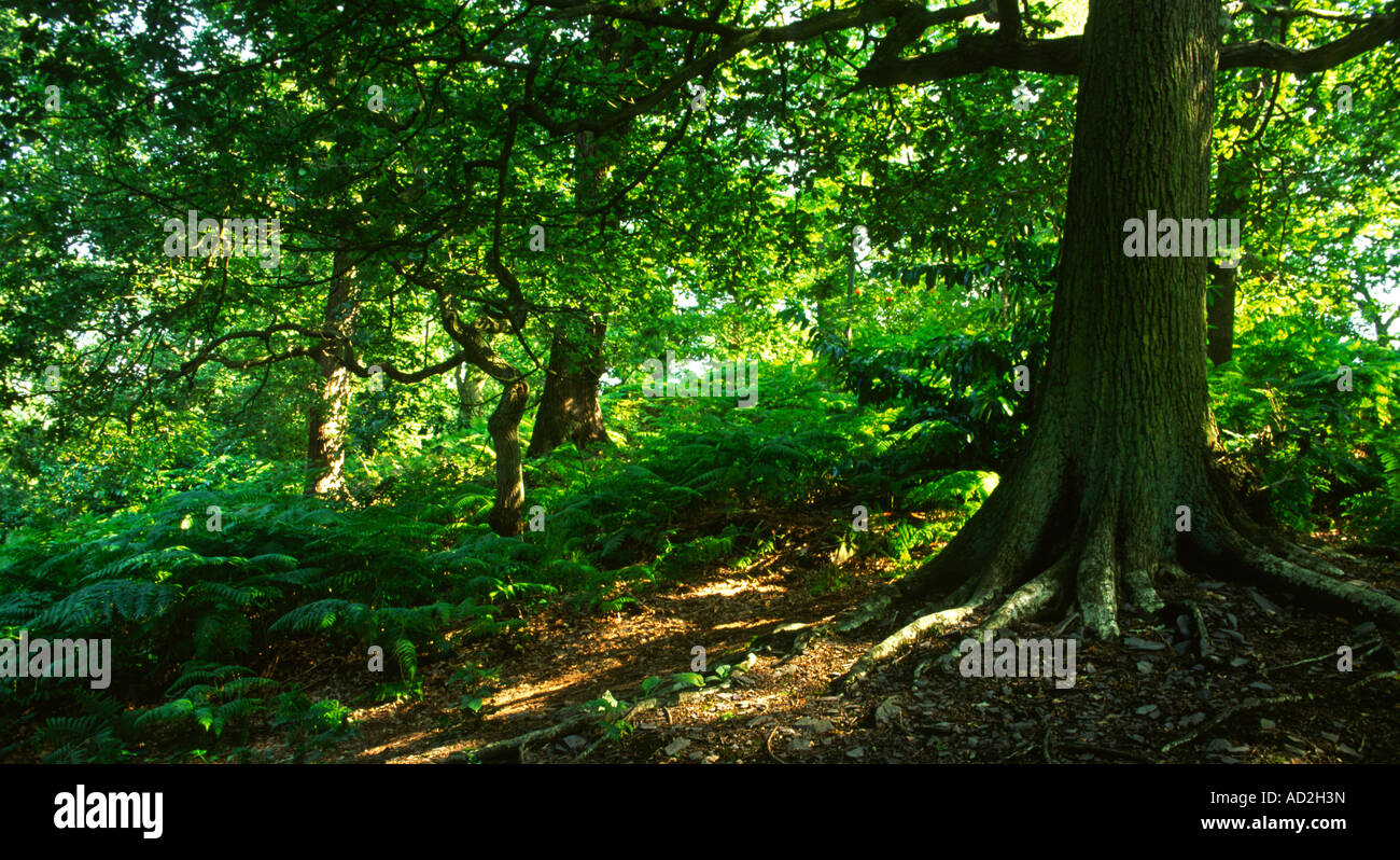 Trees in Swithland Wood an ancient area near Bradgate Park in ...