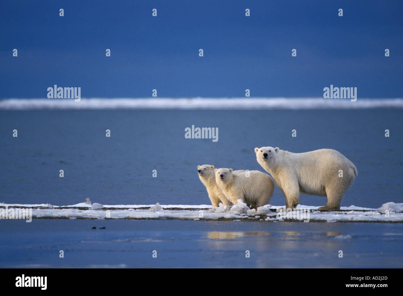 Северный ледовитый животный мир. Обитатели Северного Ледовитого океана. Животные Северного Ледовитого океана. Северный Ледовитый океан белый медведь. Животный мир Арктики.
