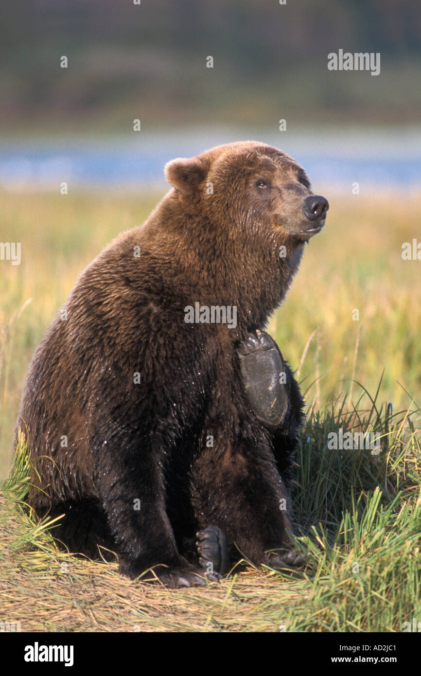 brown bear Ursus arctos grizzly bear Ursus horribils scatching its back Katmai National Park on the Alaskan peninsula Stock Photo