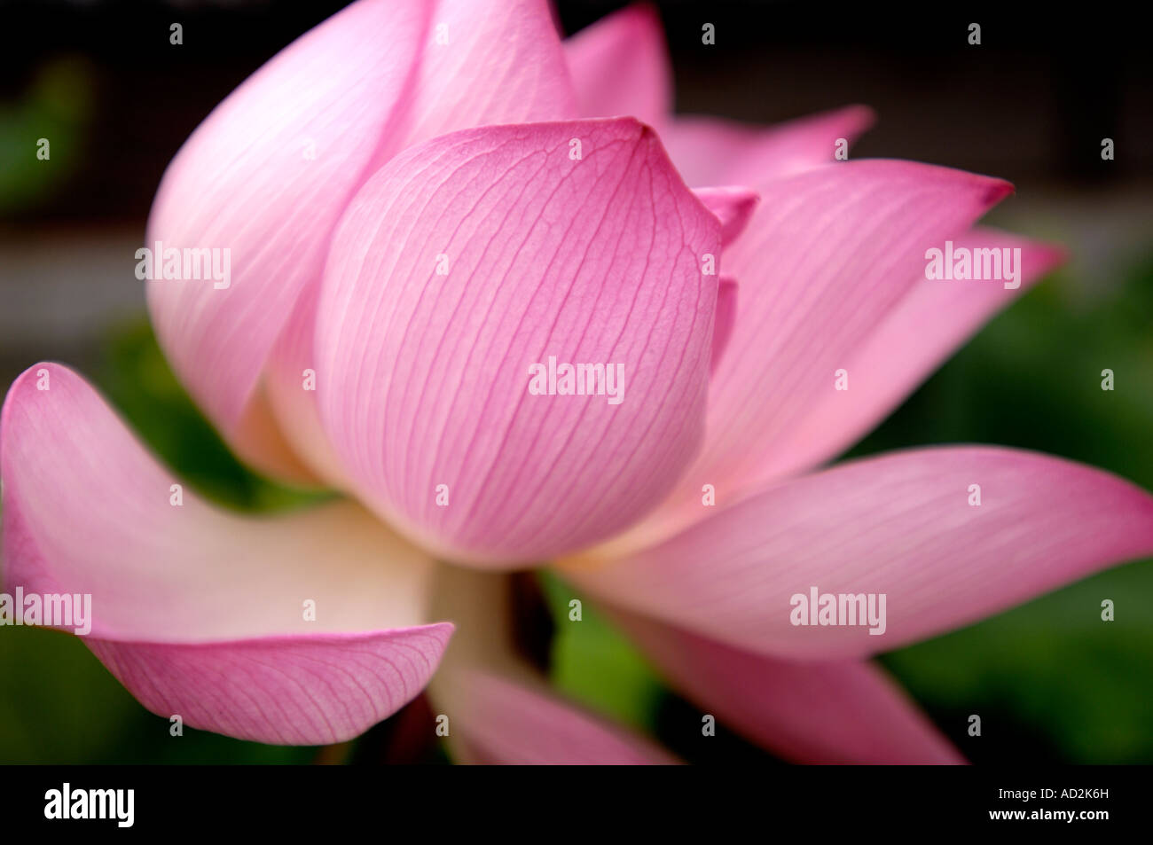 lotus China Stock Photo