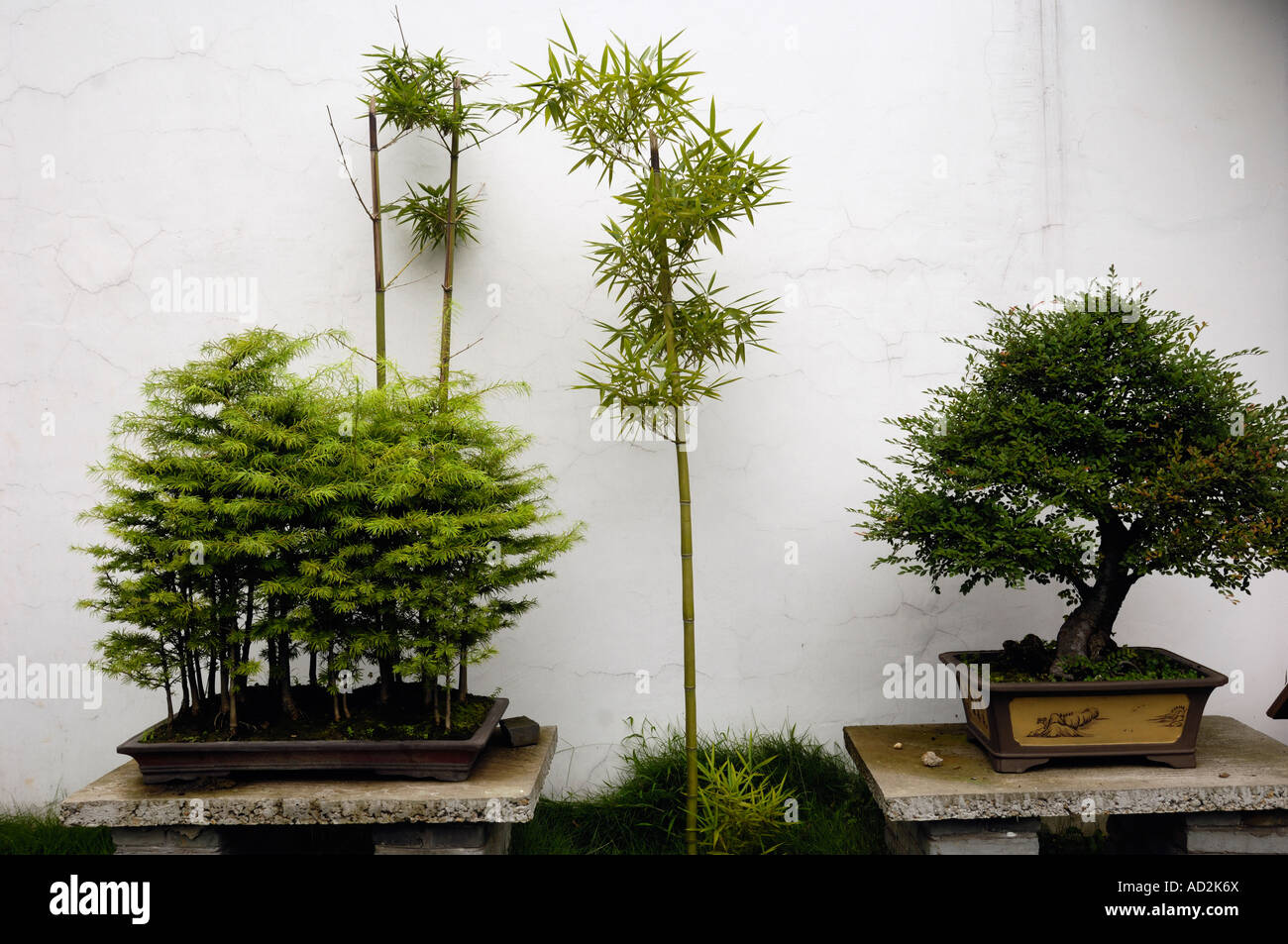 Chinese bonsai 2007 Stock Photo