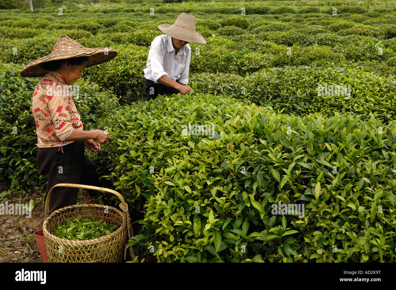 Chinese picking tea plants in Wuyuan, Jiangxi province, China. 15 Jun 2007 Stock Photo