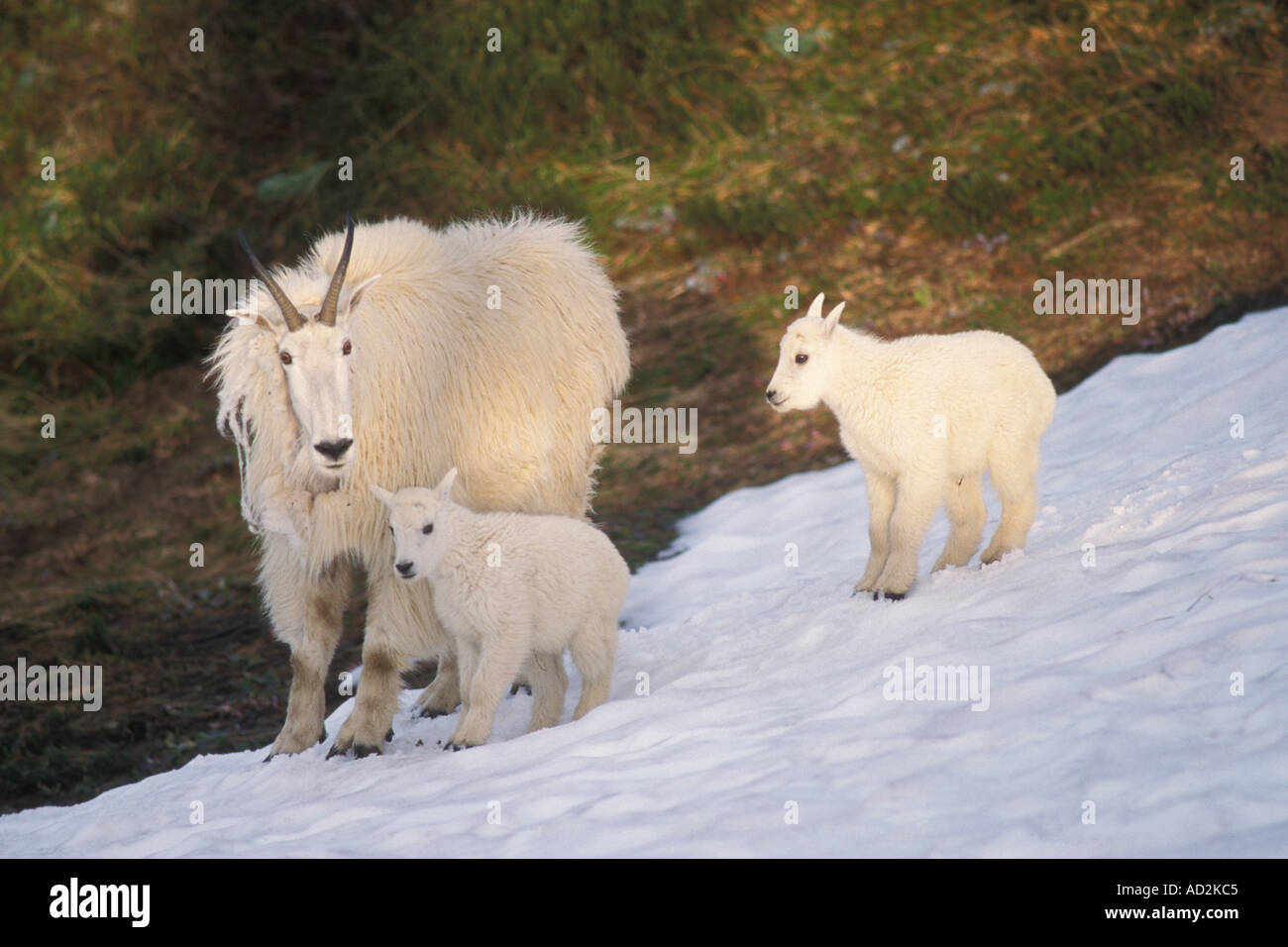 Cute mountain goat nanny kids hi-res stock photography and images - Alamy