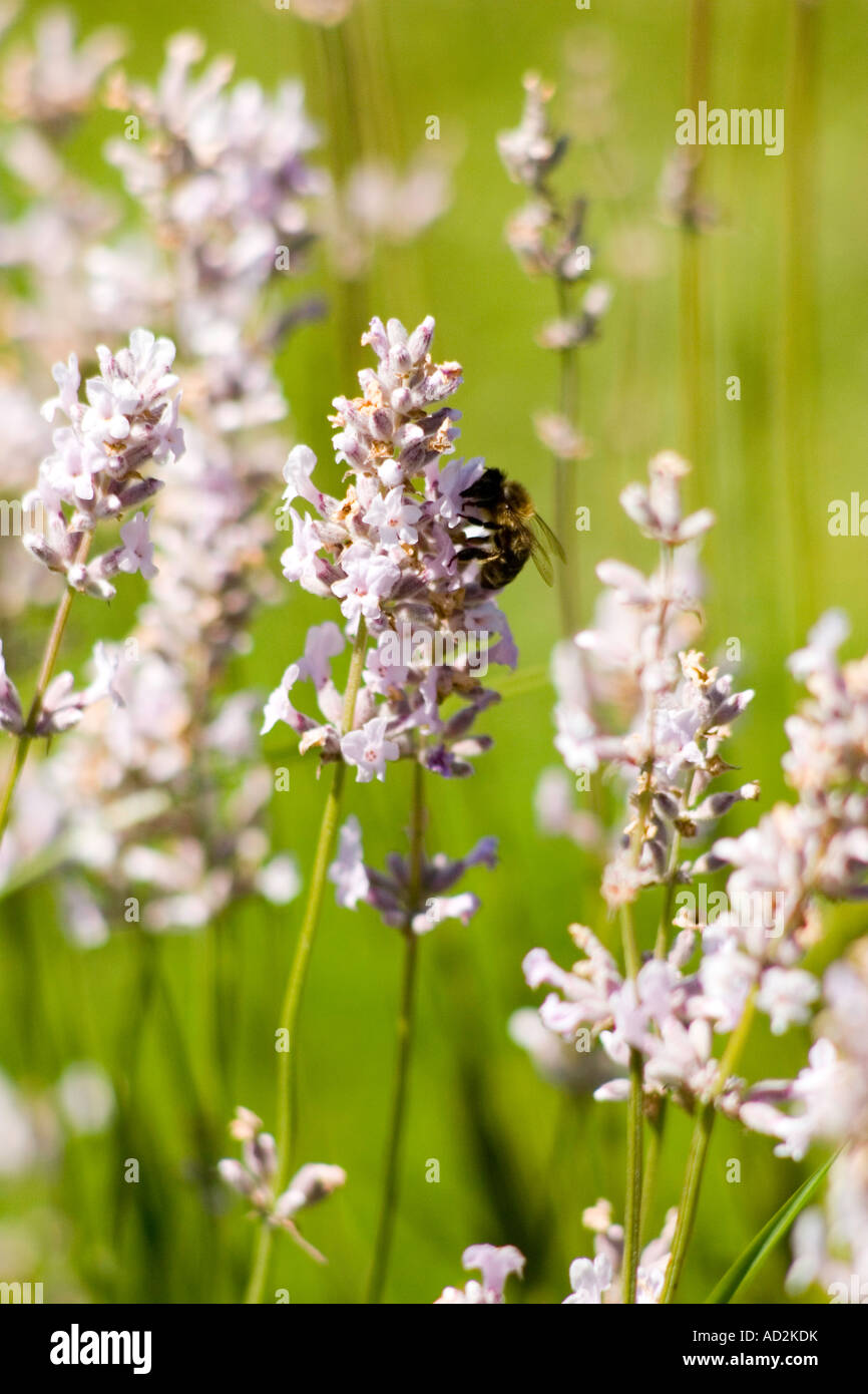 White Lavender and Bee Stock Photo