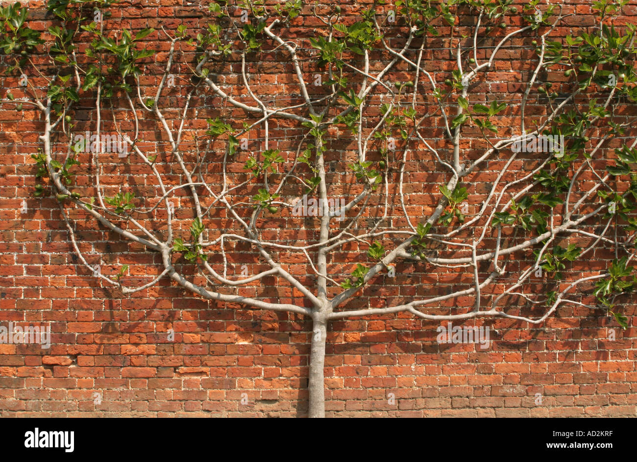 A Fig Tree trained to grow against a wall Stock Photo Alamy