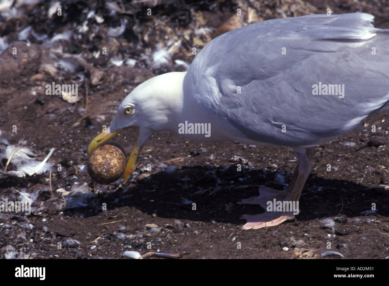 Stealing eggs hires stock photography and images Alamy