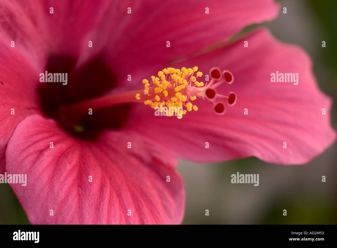 Hibiscus flower Dubai UAE Stock Photo Alamy