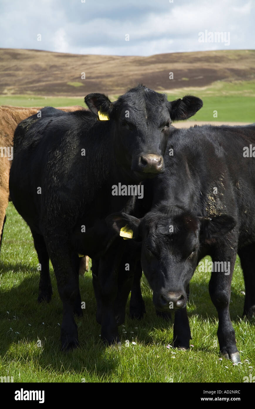 dh Aberdeen Angus Beef cows CATTLE SCOTLAND Young black bullock cow in field Orphir Orkney farm animals scottish bullocks uk Stock Photo