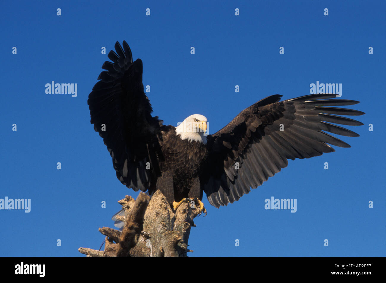 bald eagle Haliaeetus leuccocephalus perched on driftwood with wings spread Kachemak Bay