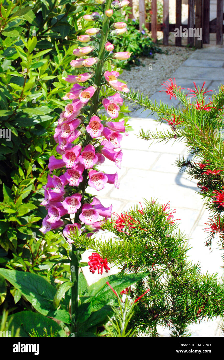 Pink Foxglove flowers also known as Digitalis used in medicine for