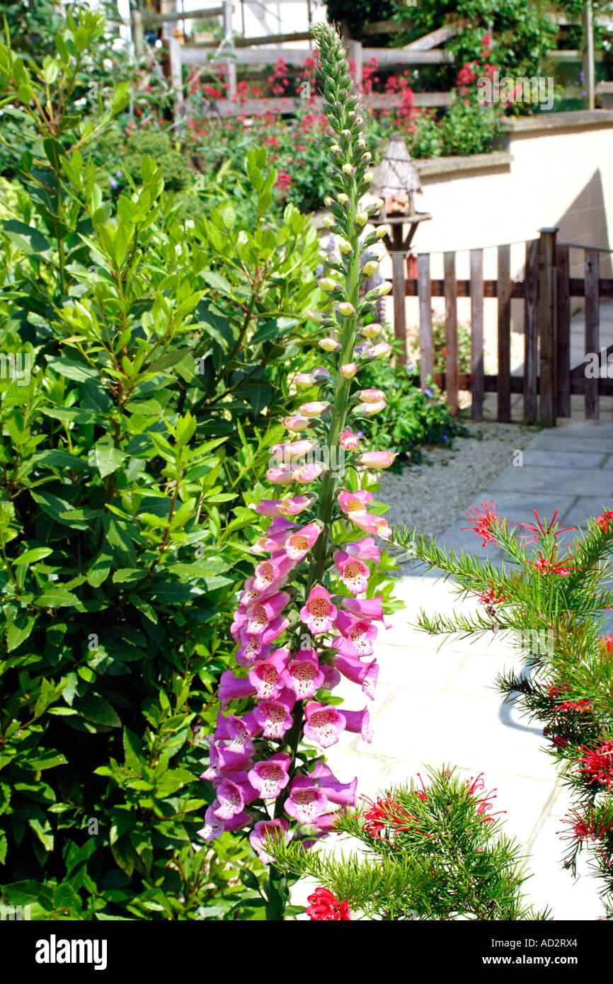 Pink Foxglove flowers also known as Digitalis used in medicine for