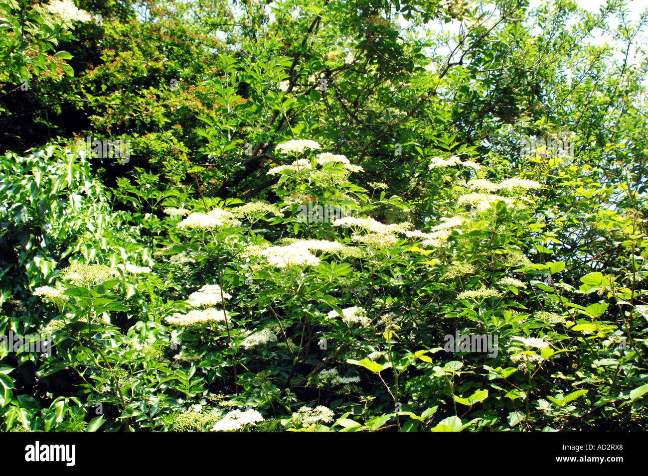 Elder Flower (Sambucus Nigra) Used in herbal medicine as a remedy for