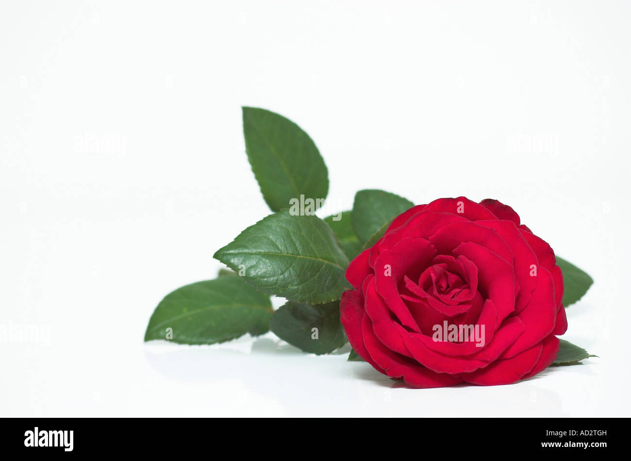 Studio shot of red rose on white background Stock Photo - Alamy
