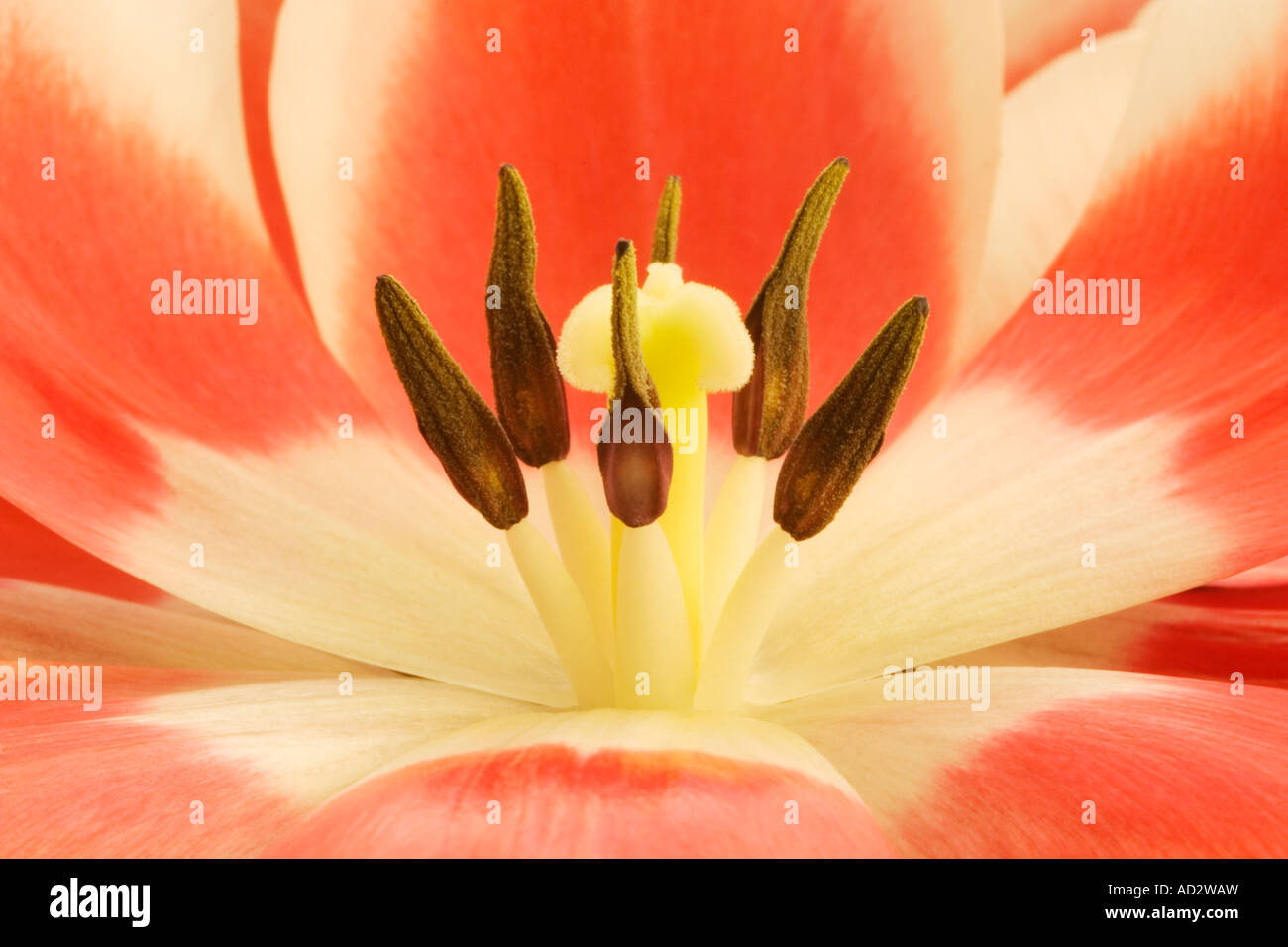 Tulip close-up Stock Photo