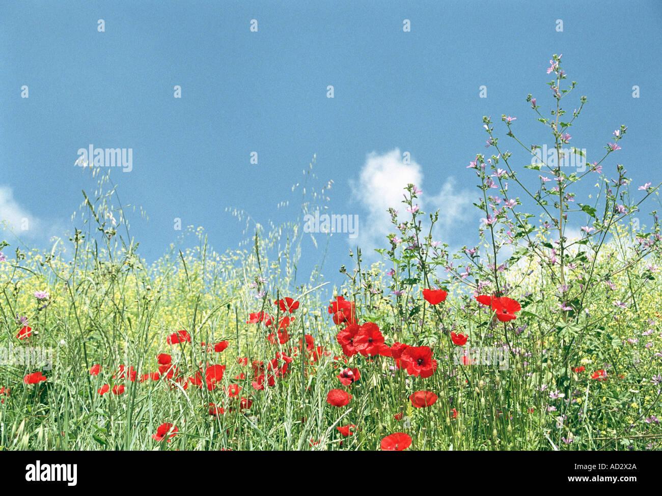 red poppies in green field with blue sky Stock Photo - Alamy