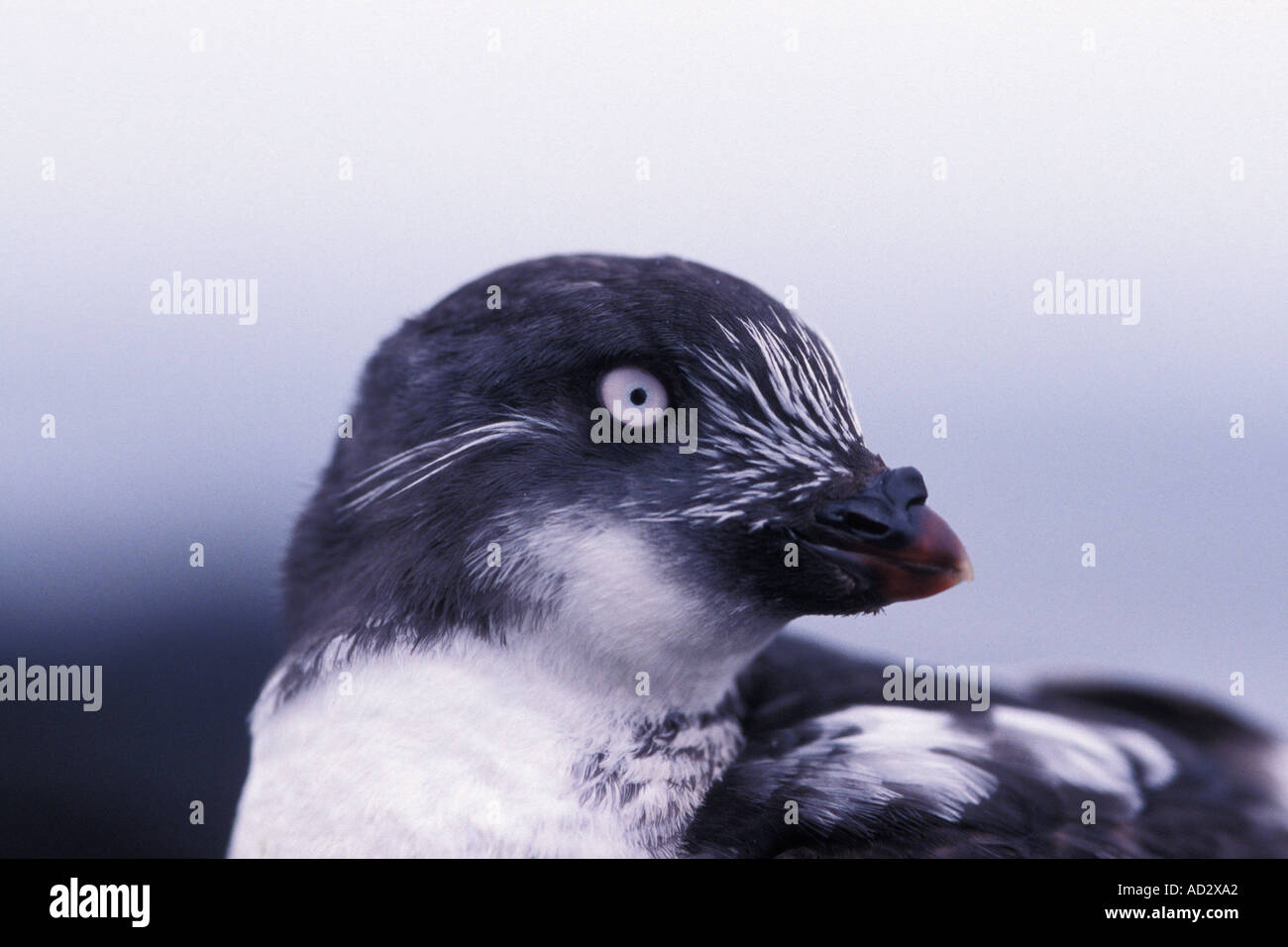least auklet Aethia pusilla on Saint Paul Island Bering Sea Alaska